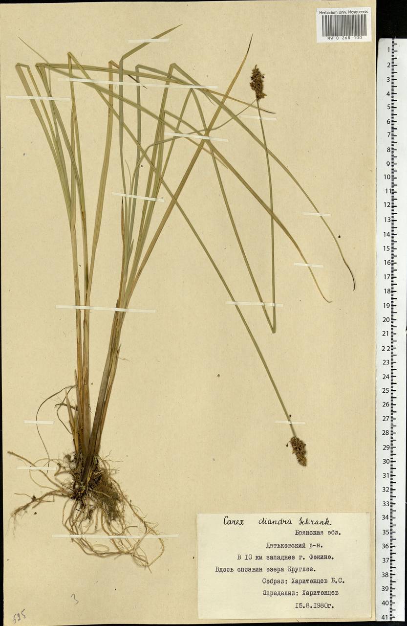 Carex diandra Schrank, Eastern Europe, Western region (E3) (Russia)