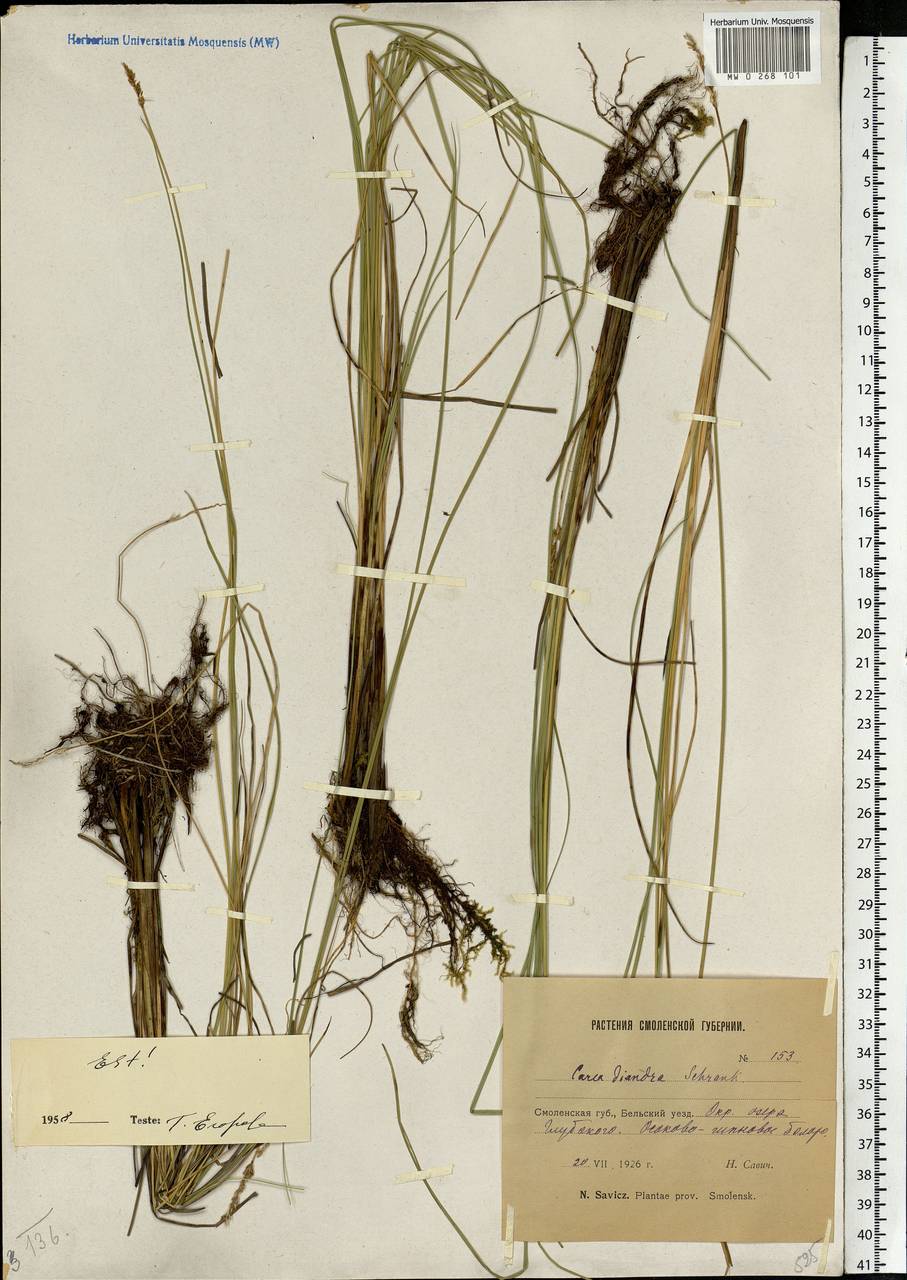 Carex diandra Schrank, Eastern Europe, Western region (E3) (Russia)