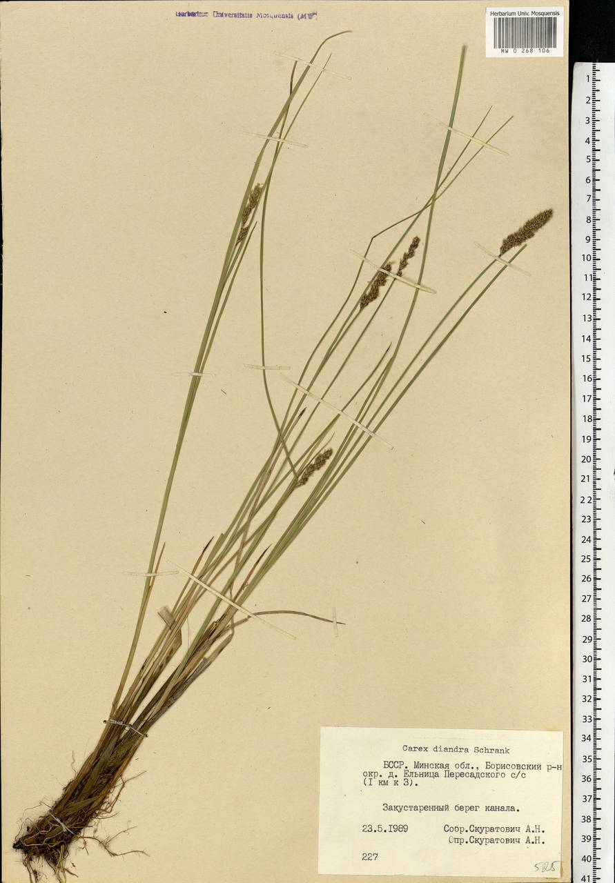 Carex diandra Schrank, Eastern Europe, Belarus (E3a) (Belarus)