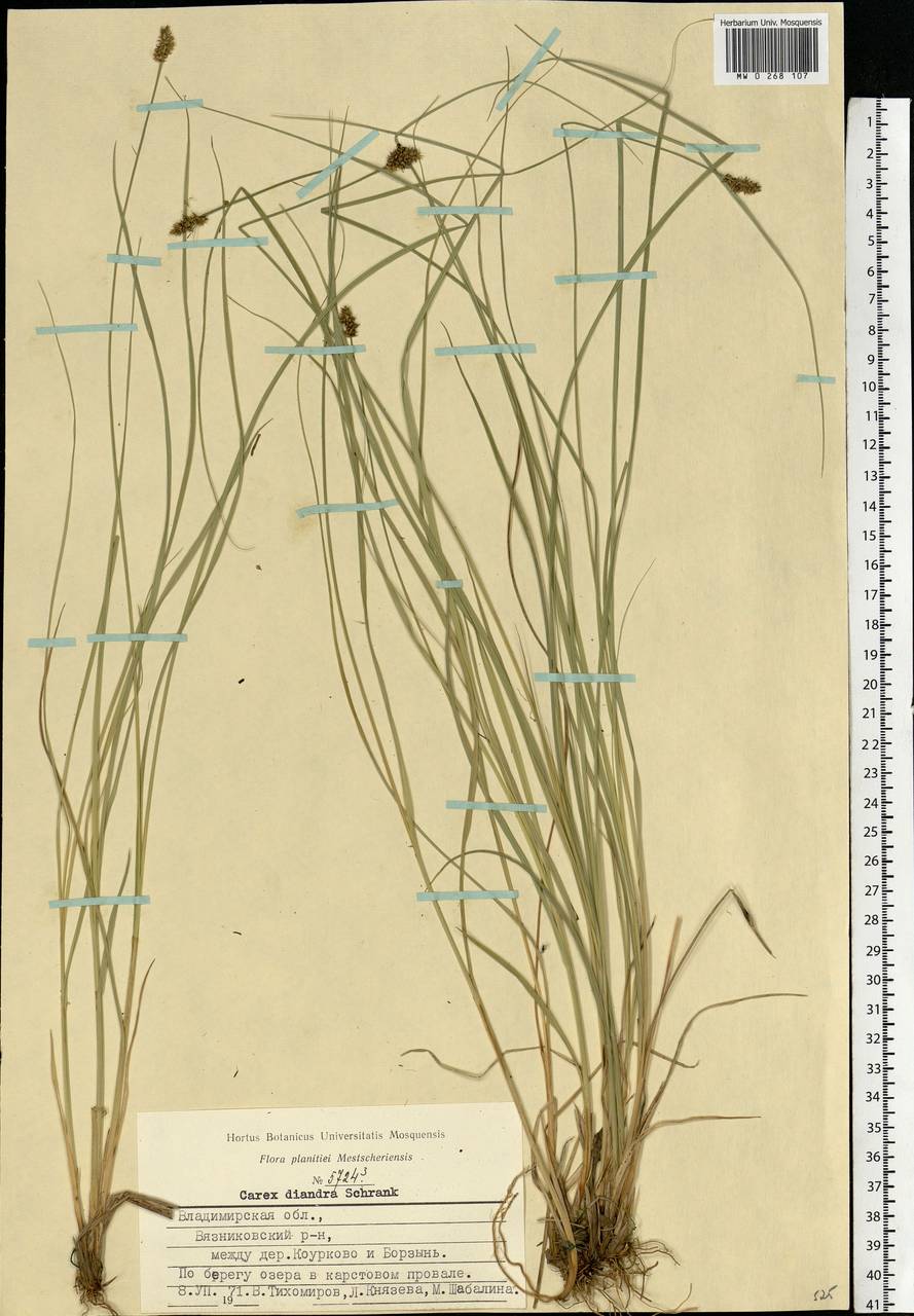 Carex diandra Schrank, Eastern Europe, Central region (E4) (Russia)