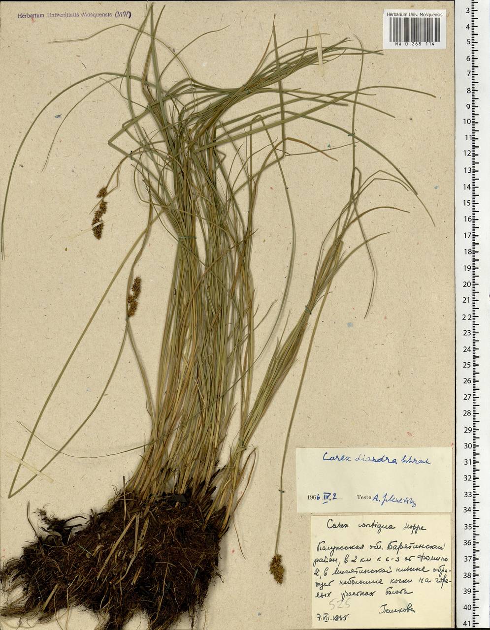 Carex diandra Schrank, Eastern Europe, Central region (E4) (Russia)