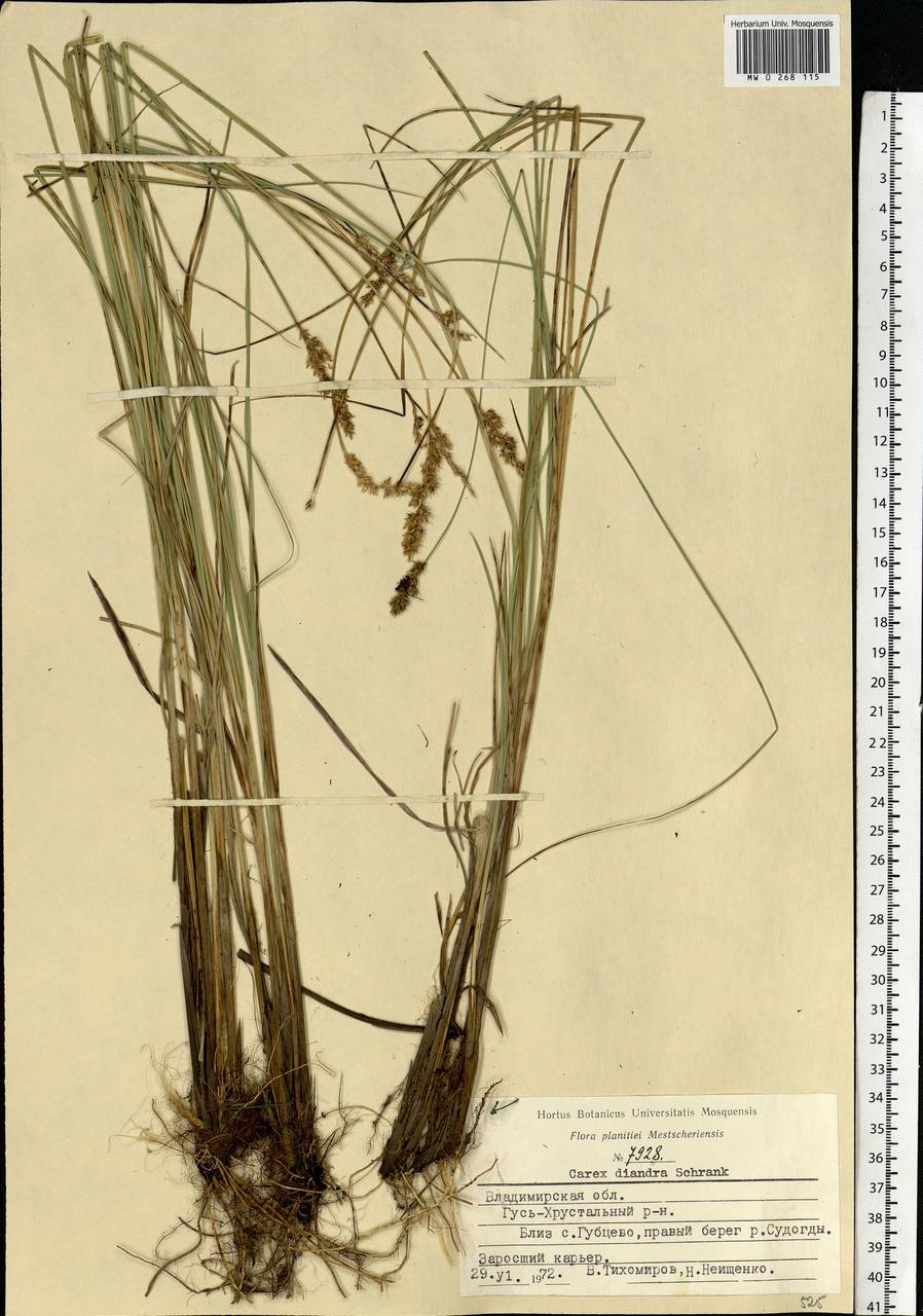 Carex diandra Schrank, Eastern Europe, Central region (E4) (Russia)