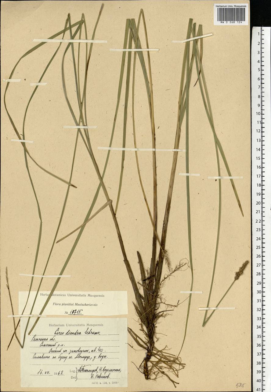 Carex diandra Schrank, Eastern Europe, Central region (E4) (Russia)