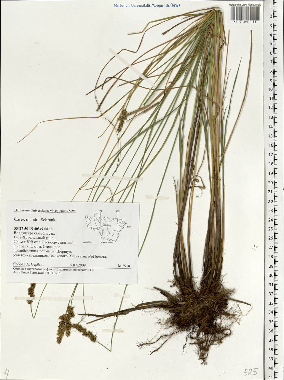 Carex diandra Schrank, Eastern Europe, Central region (E4) (Russia)