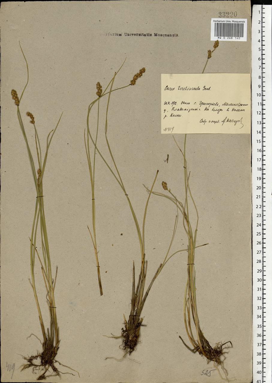 Carex diandra Schrank, Eastern Europe, Central region (E4) (Russia)
