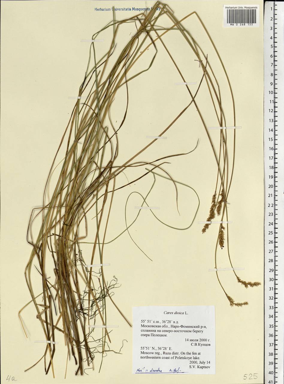 Carex diandra Schrank, Eastern Europe, Moscow region (E4a) (Russia)