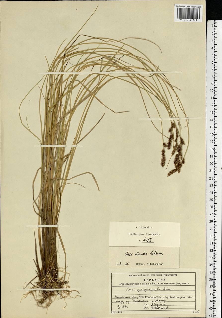 Carex diandra Schrank, Eastern Europe, Moscow region (E4a) (Russia)