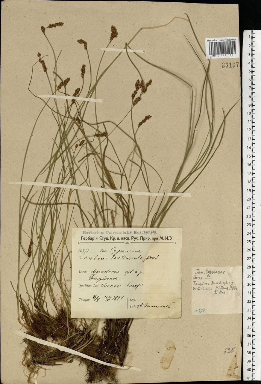 Carex diandra Schrank, Eastern Europe, Moscow region (E4a) (Russia)