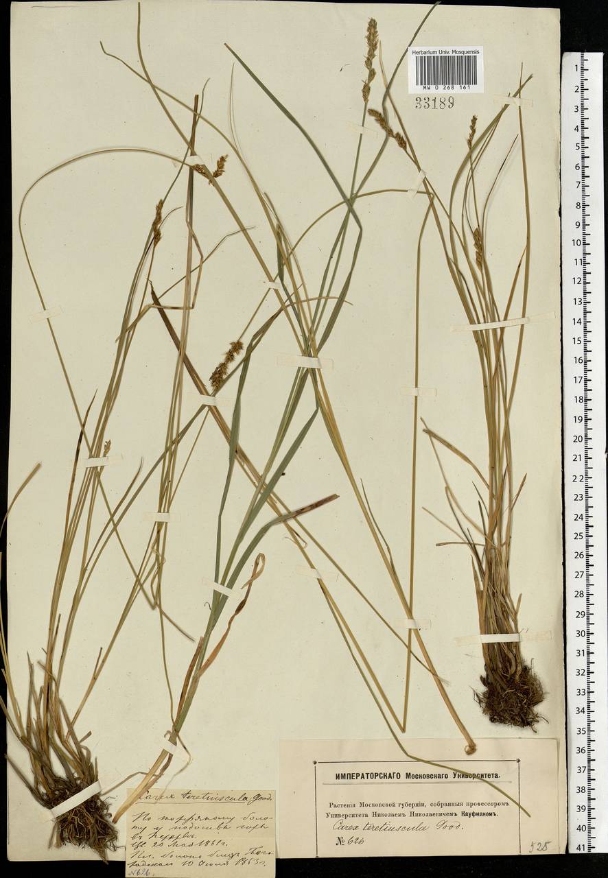 Carex diandra Schrank, Eastern Europe, Moscow region (E4a) (Russia)