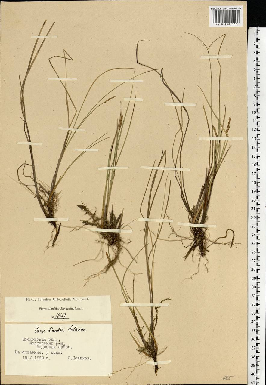 Carex diandra Schrank, Eastern Europe, Moscow region (E4a) (Russia)