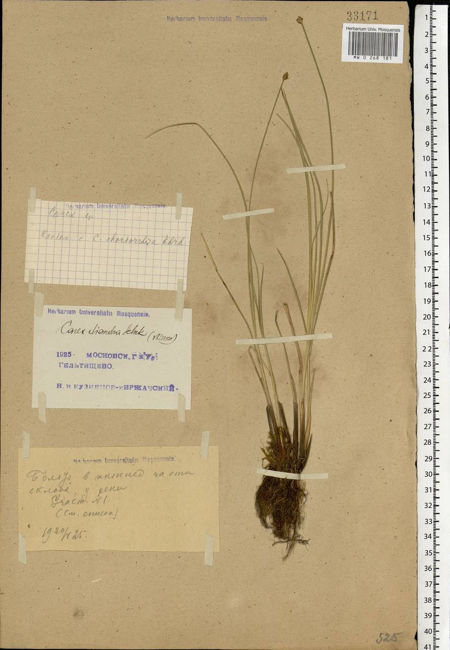 Carex diandra Schrank, Eastern Europe, Moscow region (E4a) (Russia)