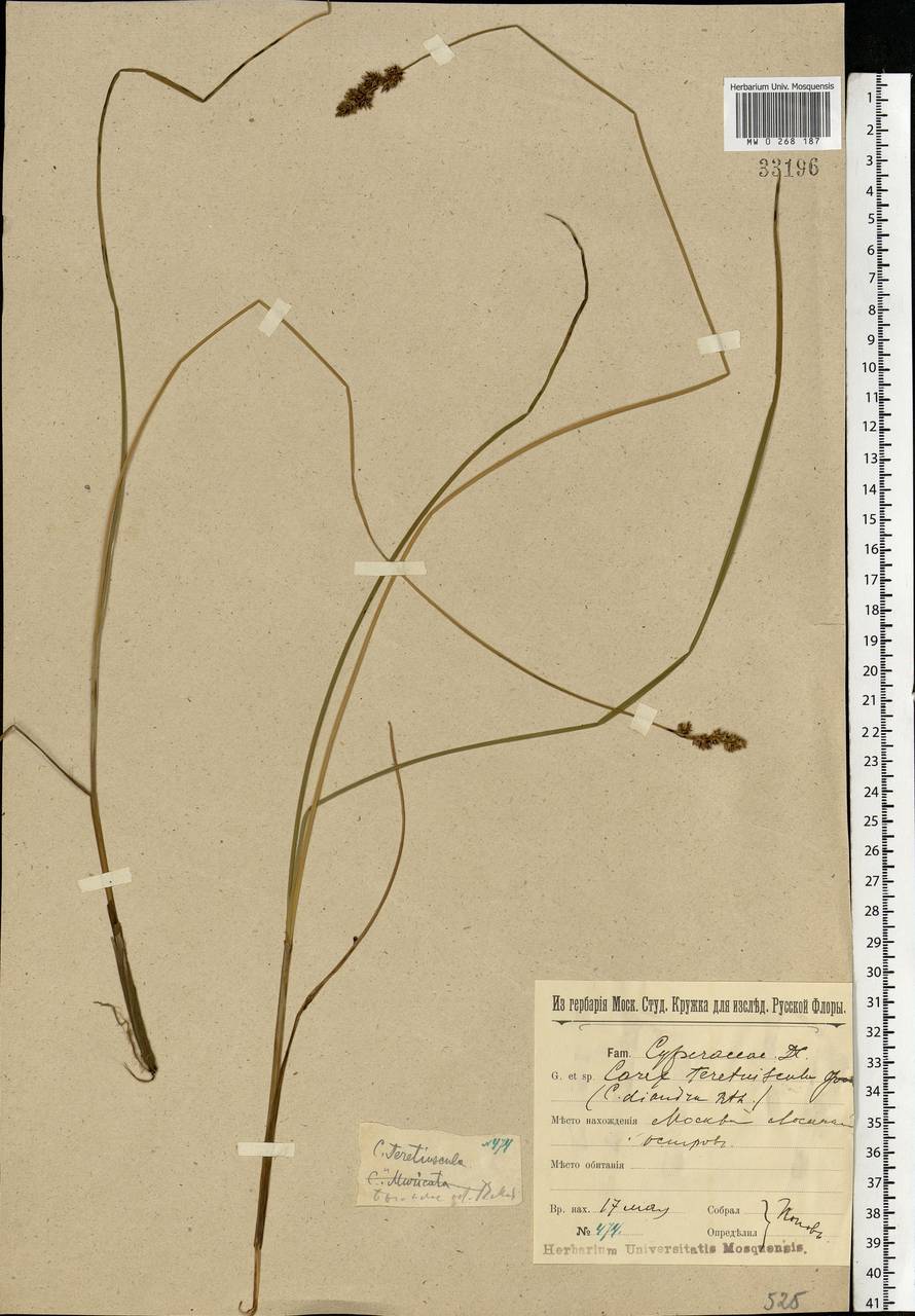 Carex diandra Schrank, Eastern Europe, Moscow region (E4a) (Russia)