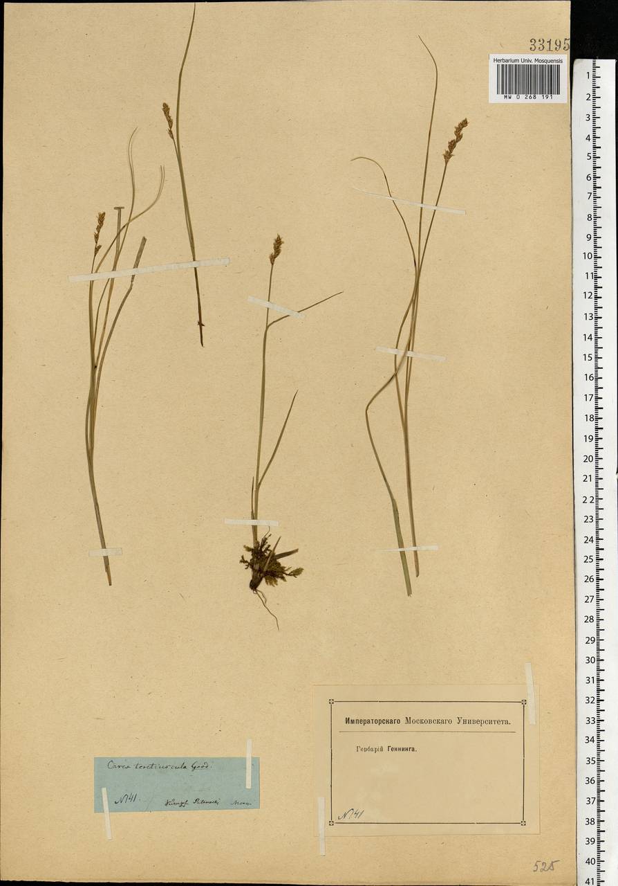 Carex diandra Schrank, Eastern Europe, Moscow region (E4a) (Russia)