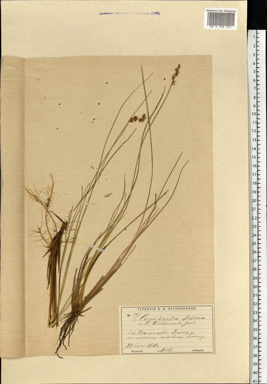 Carex diandra Schrank, Eastern Europe, Moscow region (E4a) (Russia)