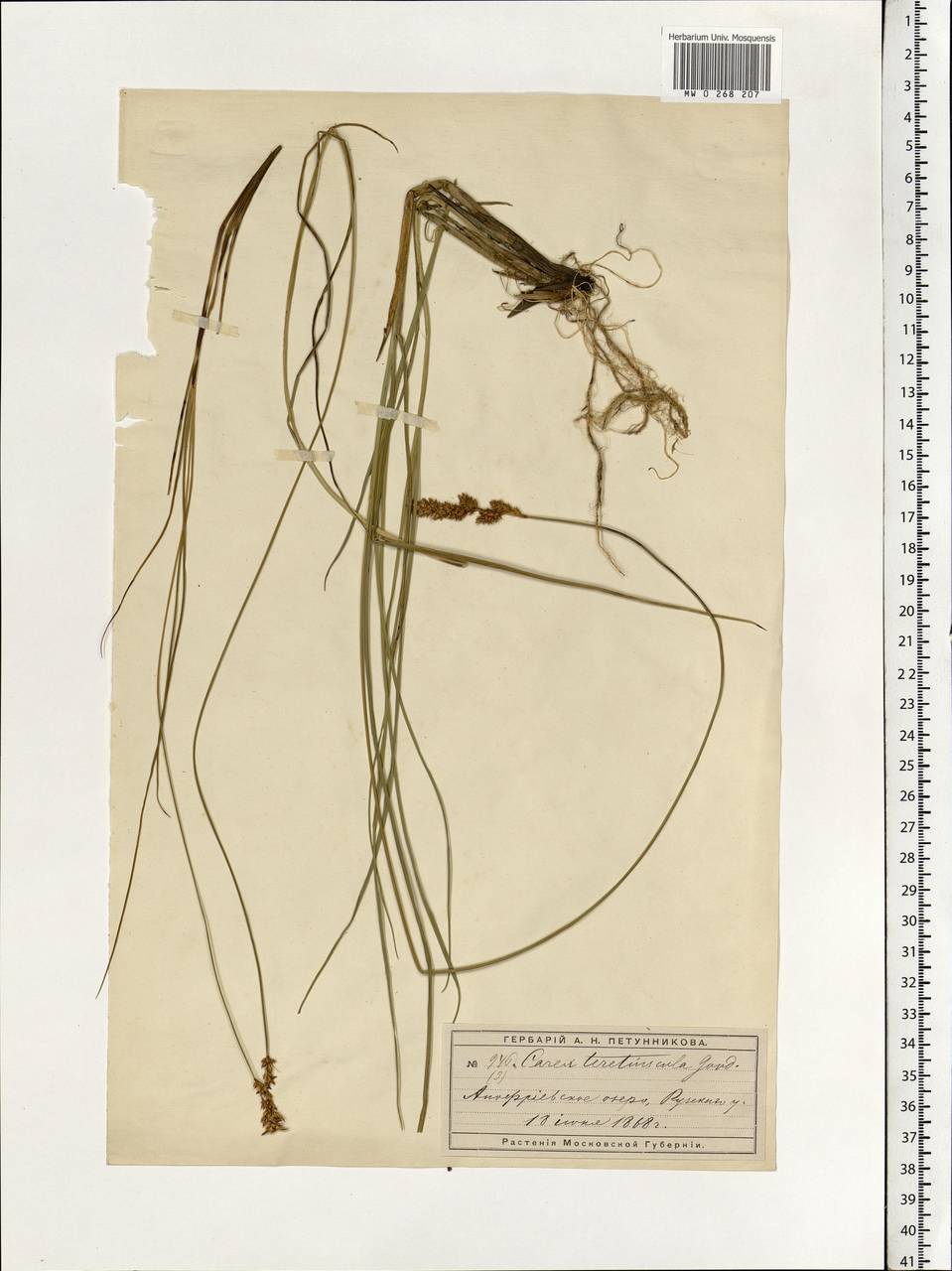 Carex diandra Schrank, Eastern Europe, Moscow region (E4a) (Russia)