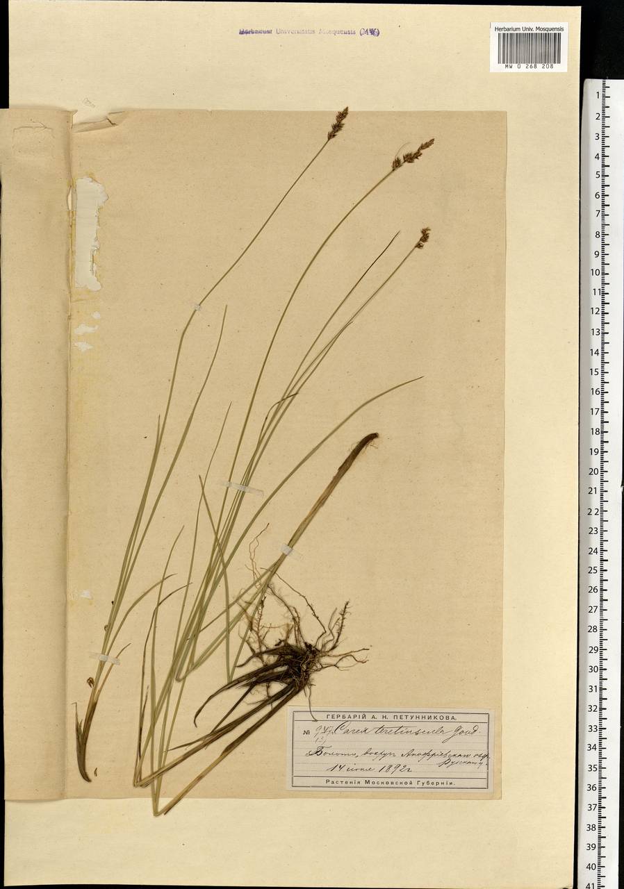 Carex diandra Schrank, Eastern Europe, Moscow region (E4a) (Russia)