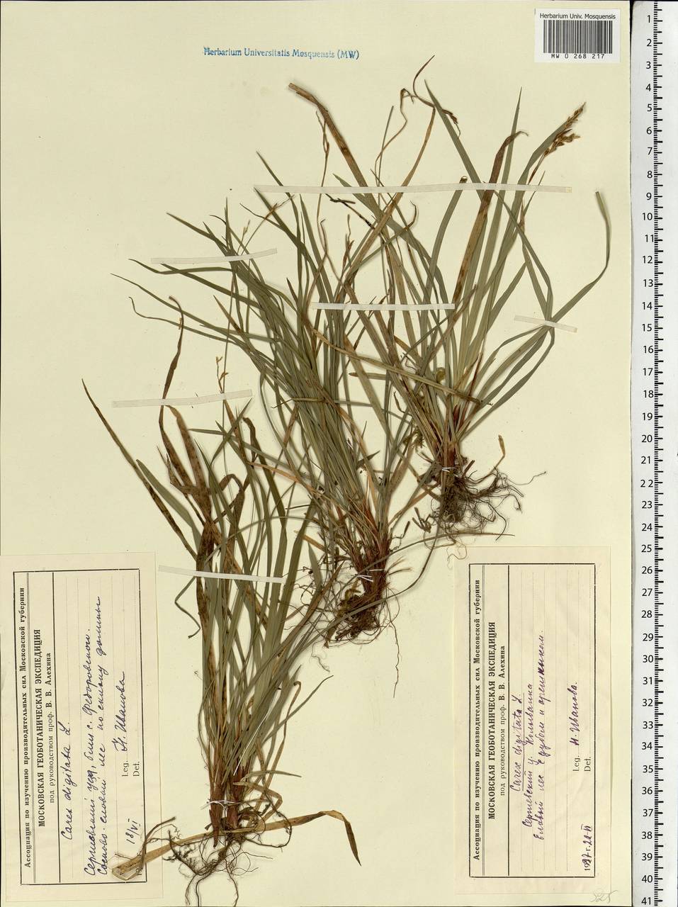 Carex digitata L., Eastern Europe, Moscow region (E4a) (Russia)