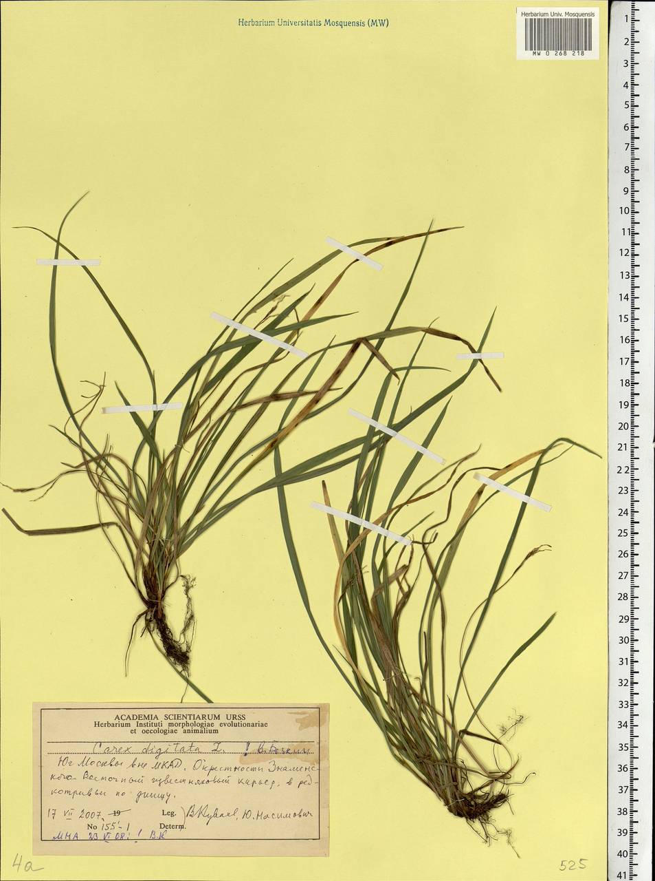 Carex digitata L., Eastern Europe, Moscow region (E4a) (Russia)