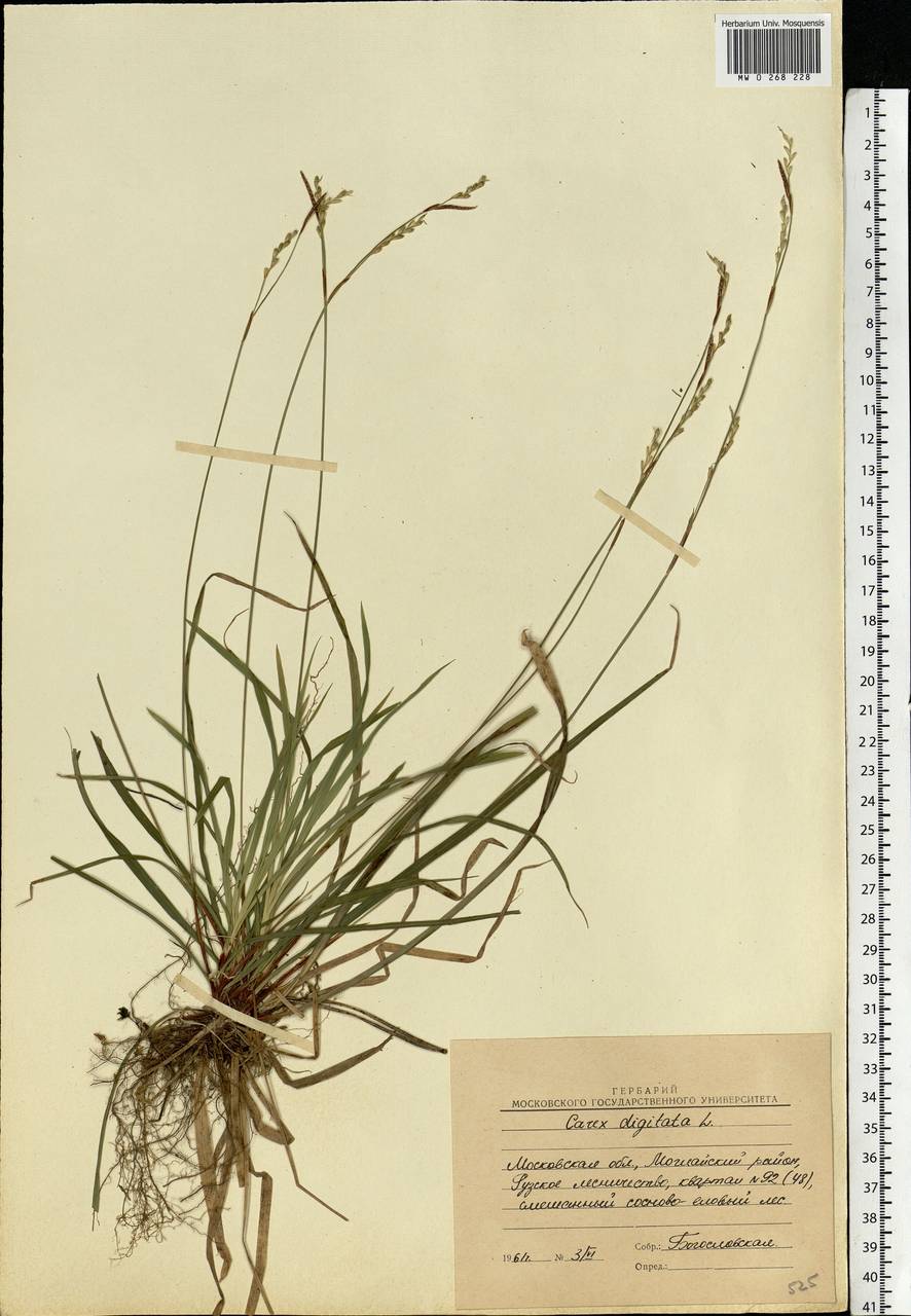 Carex digitata L., Eastern Europe, Moscow region (E4a) (Russia)