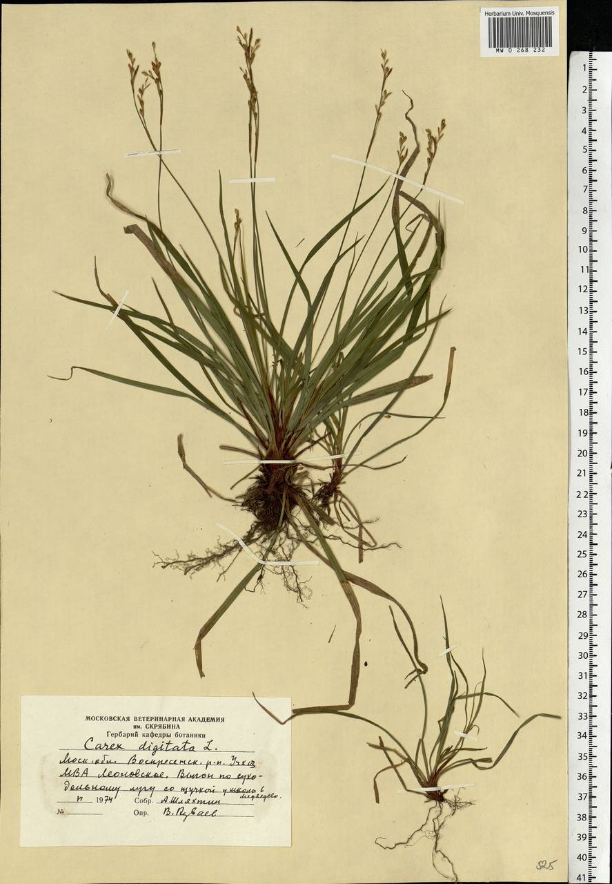 Carex digitata L., Eastern Europe, Moscow region (E4a) (Russia)