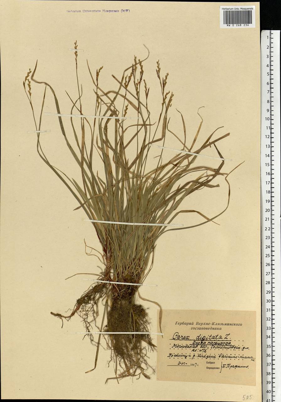 Carex digitata L., Eastern Europe, Moscow region (E4a) (Russia)