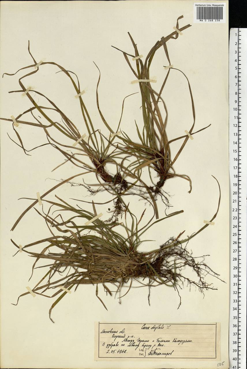 Carex digitata L., Eastern Europe, Moscow region (E4a) (Russia)