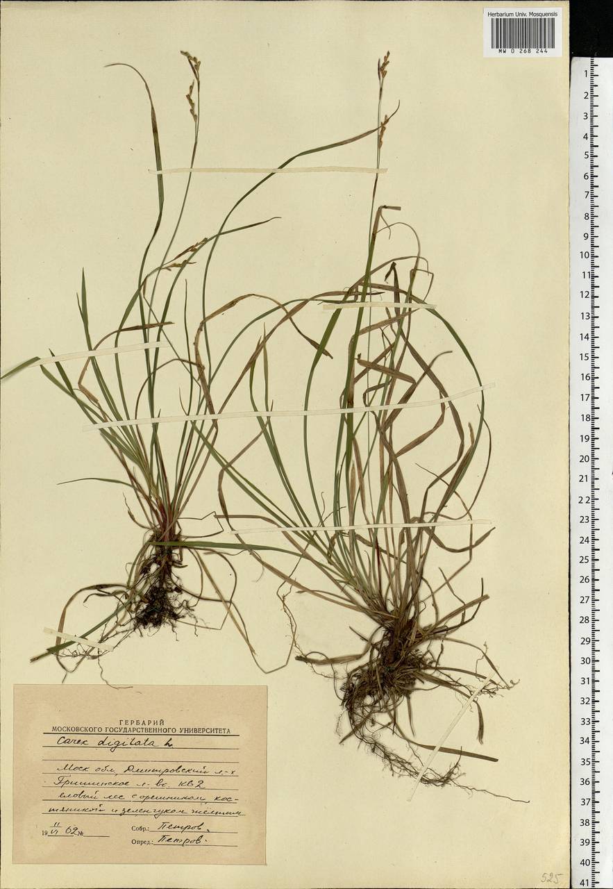 Carex digitata L., Eastern Europe, Moscow region (E4a) (Russia)