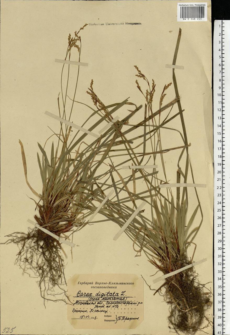 Carex digitata L., Eastern Europe, Moscow region (E4a) (Russia)