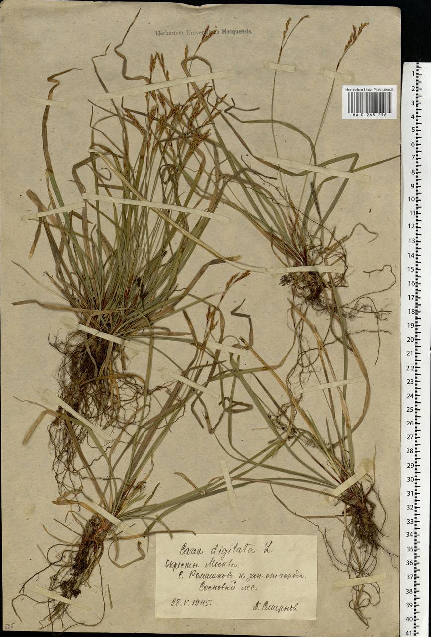 Carex digitata L., Eastern Europe, Moscow region (E4a) (Russia)