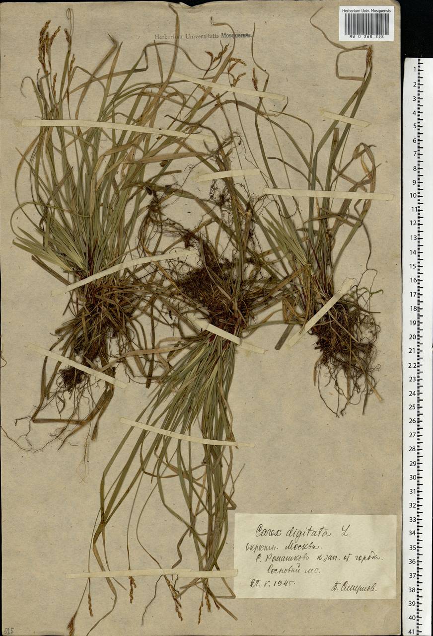 Carex digitata L., Eastern Europe, Moscow region (E4a) (Russia)