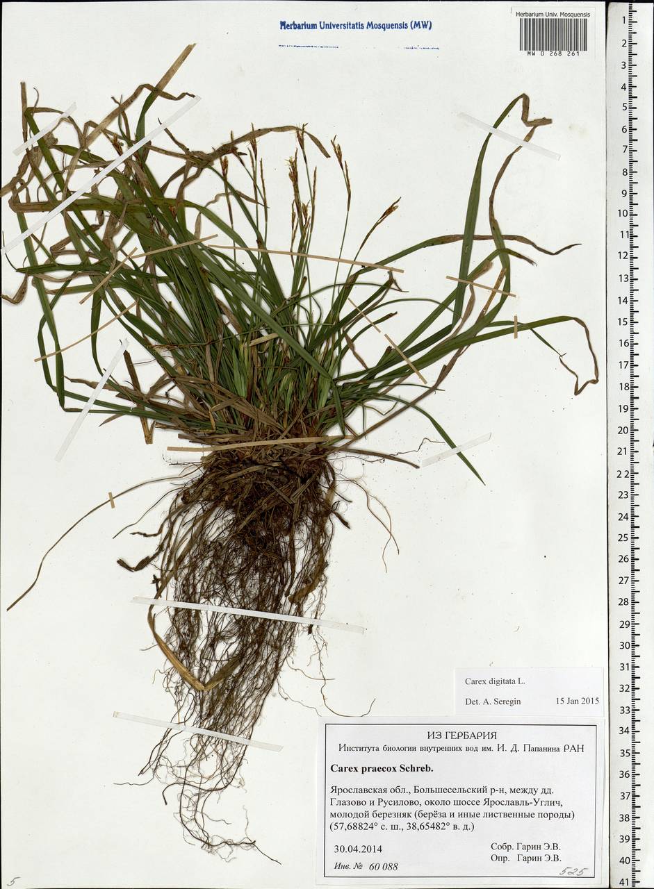 Carex digitata L., Eastern Europe, Central forest region (E5) (Russia)