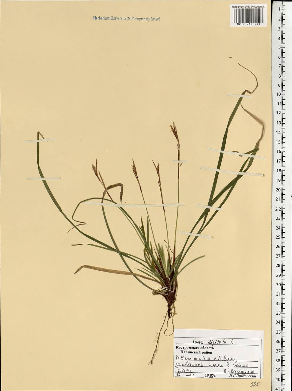 Carex digitata L., Eastern Europe, Central forest region (E5) (Russia)