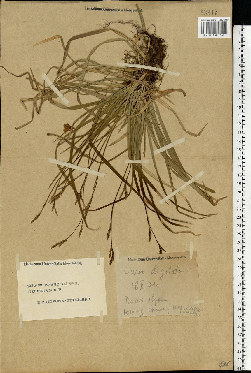 Carex digitata L., Eastern Europe, Central forest region (E5) (Russia)