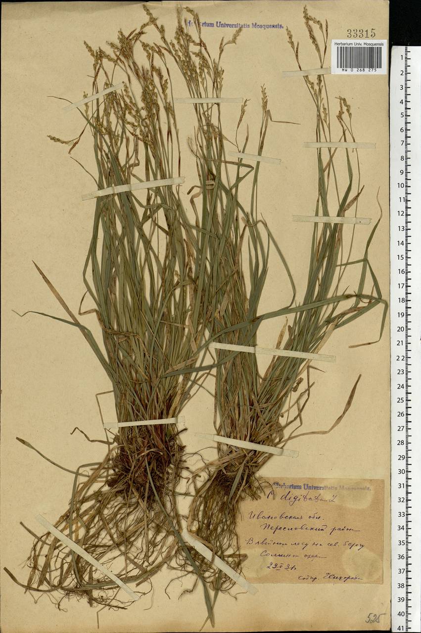 Carex digitata L., Eastern Europe, Central forest region (E5) (Russia)