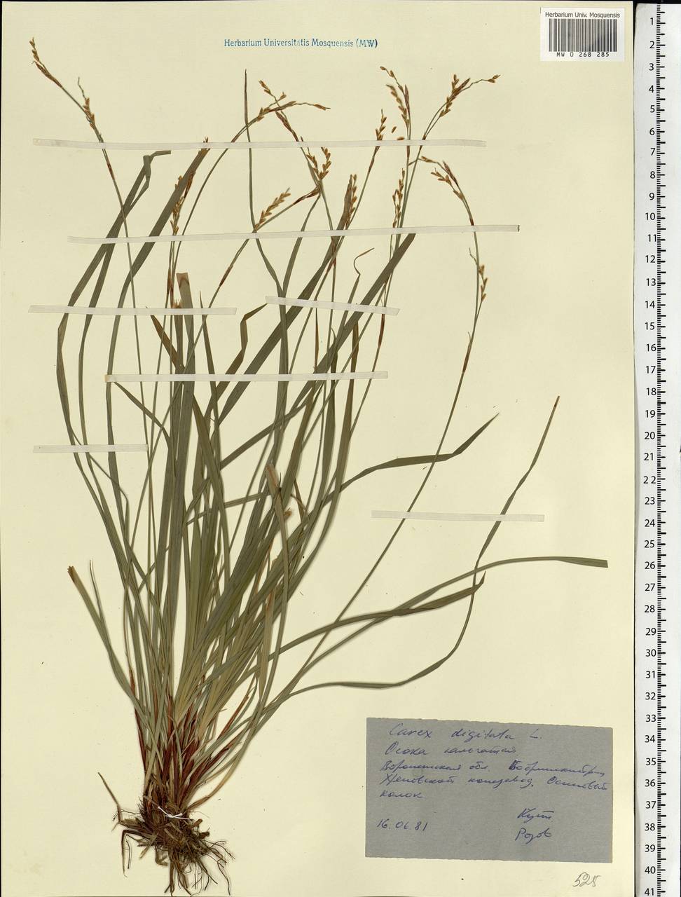 Carex digitata L., Eastern Europe, Central forest-and-steppe region (E6) (Russia)