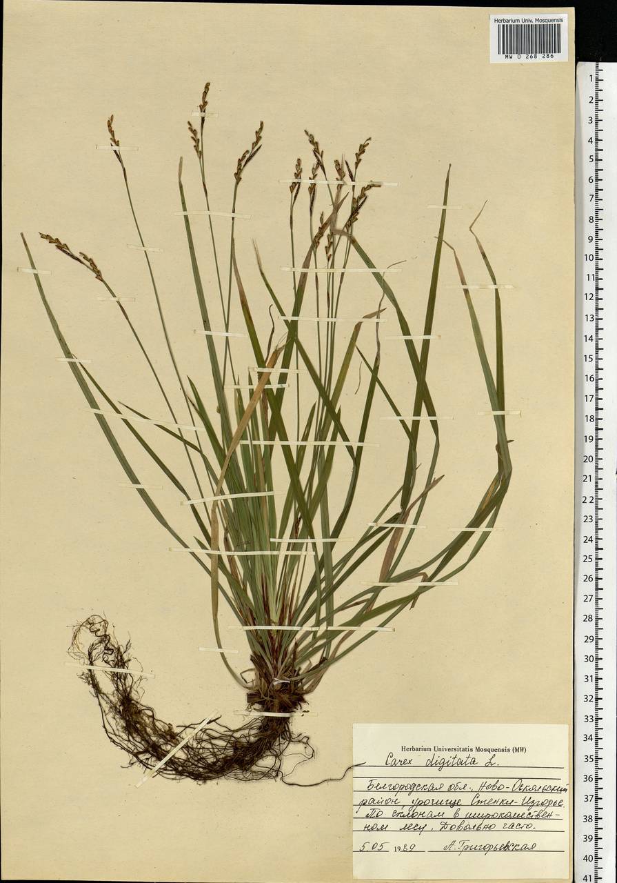 Carex digitata L., Eastern Europe, Central forest-and-steppe region (E6) (Russia)