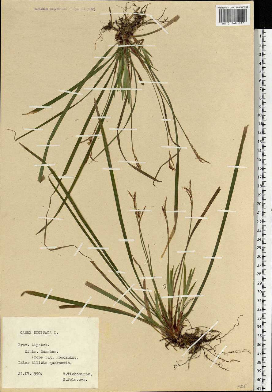 Carex digitata L., Eastern Europe, Central forest-and-steppe region (E6) (Russia)