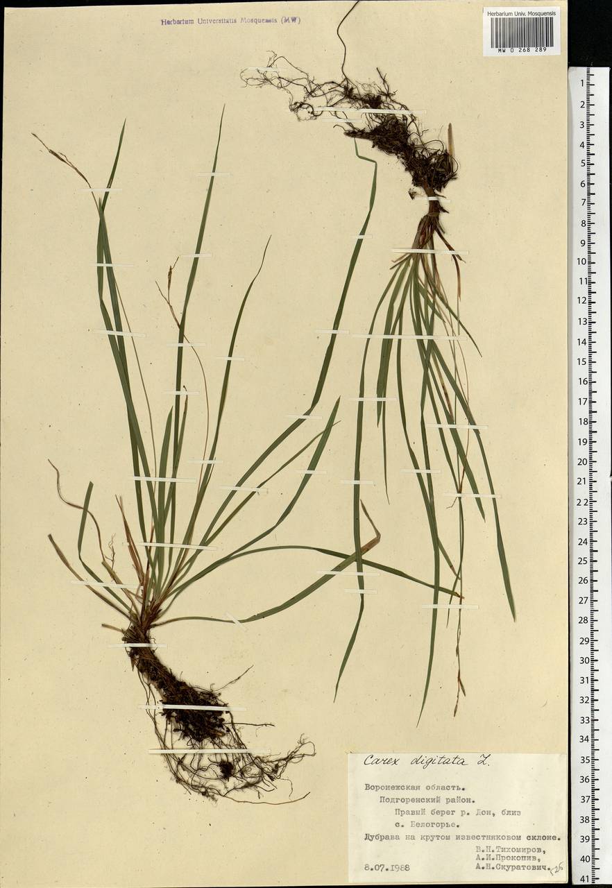 Carex digitata L., Eastern Europe, Central forest-and-steppe region (E6) (Russia)