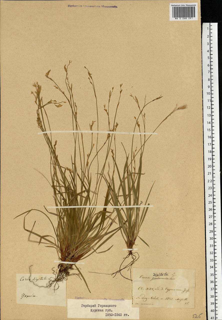 Carex digitata L., Eastern Europe, Central forest-and-steppe region (E6) (Russia)