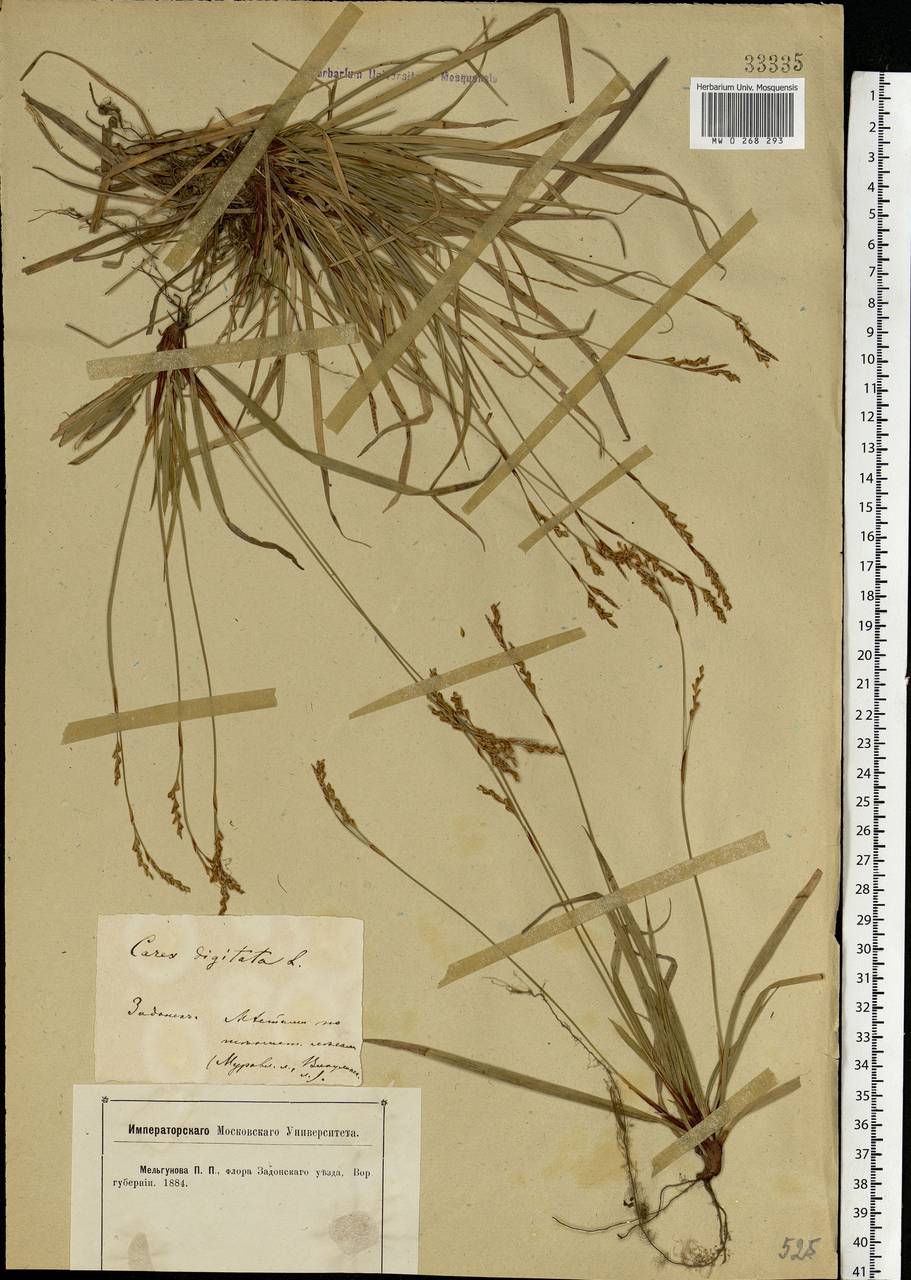 Carex digitata L., Eastern Europe, Central forest-and-steppe region (E6) (Russia)