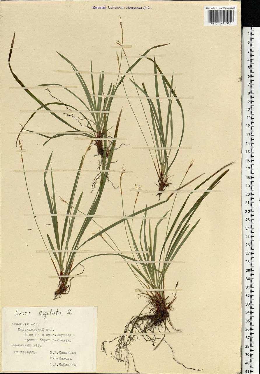 Carex digitata L., Eastern Europe, Central forest-and-steppe region (E6) (Russia)