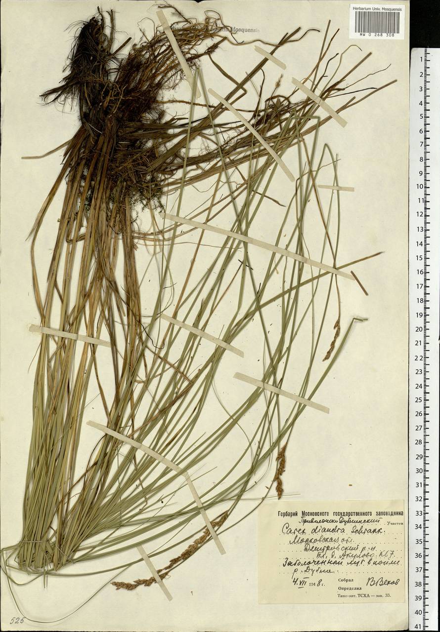 Carex diandra Schrank, Eastern Europe, Moscow region (E4a) (Russia)