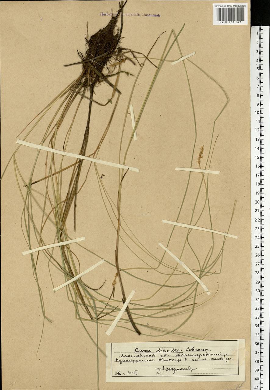 Carex diandra Schrank, Eastern Europe, Moscow region (E4a) (Russia)