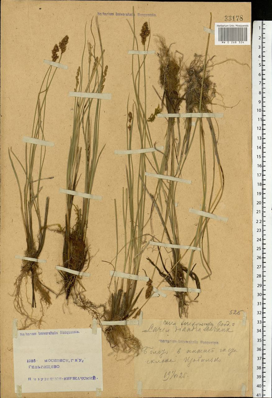 Carex diandra Schrank, Eastern Europe, Moscow region (E4a) (Russia)