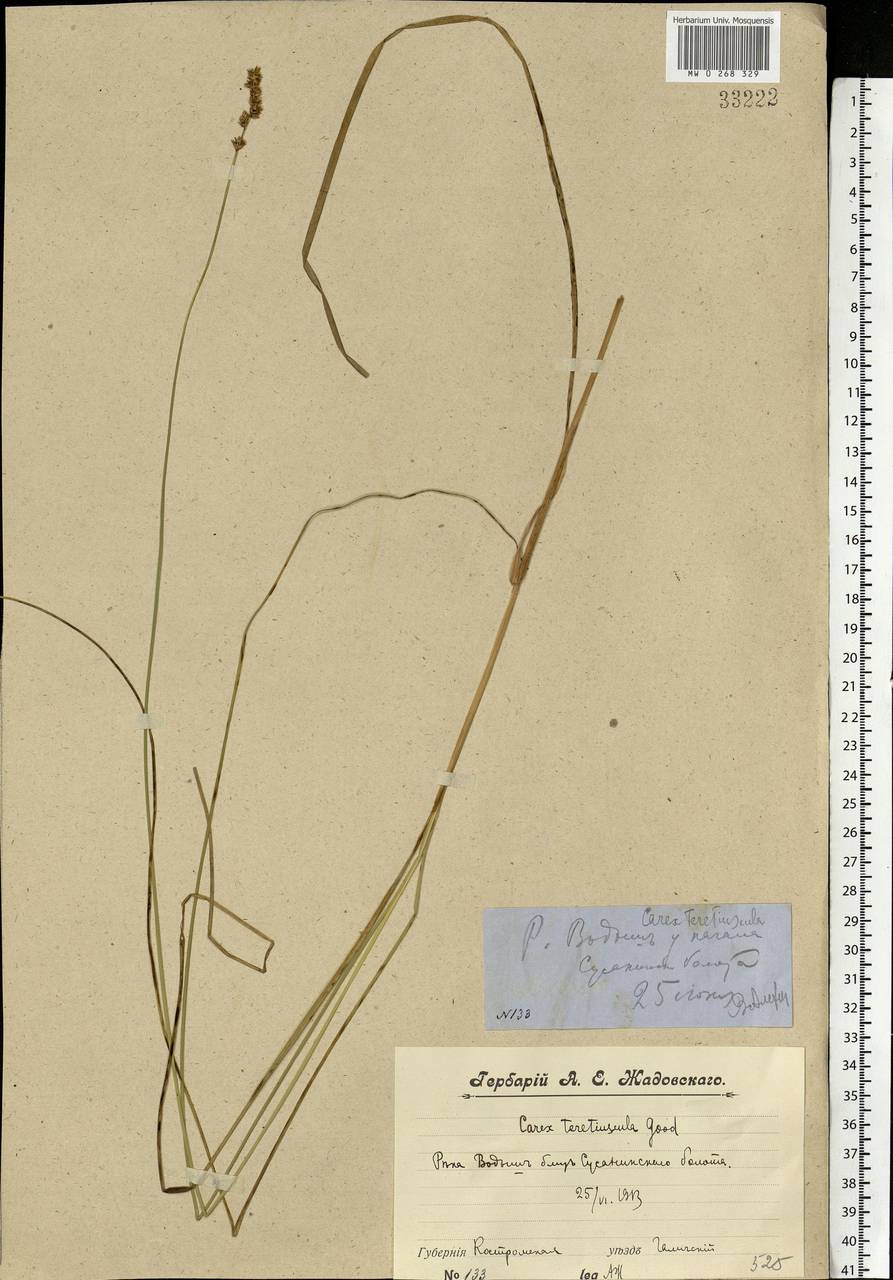 Carex diandra Schrank, Eastern Europe, Central forest region (E5) (Russia)