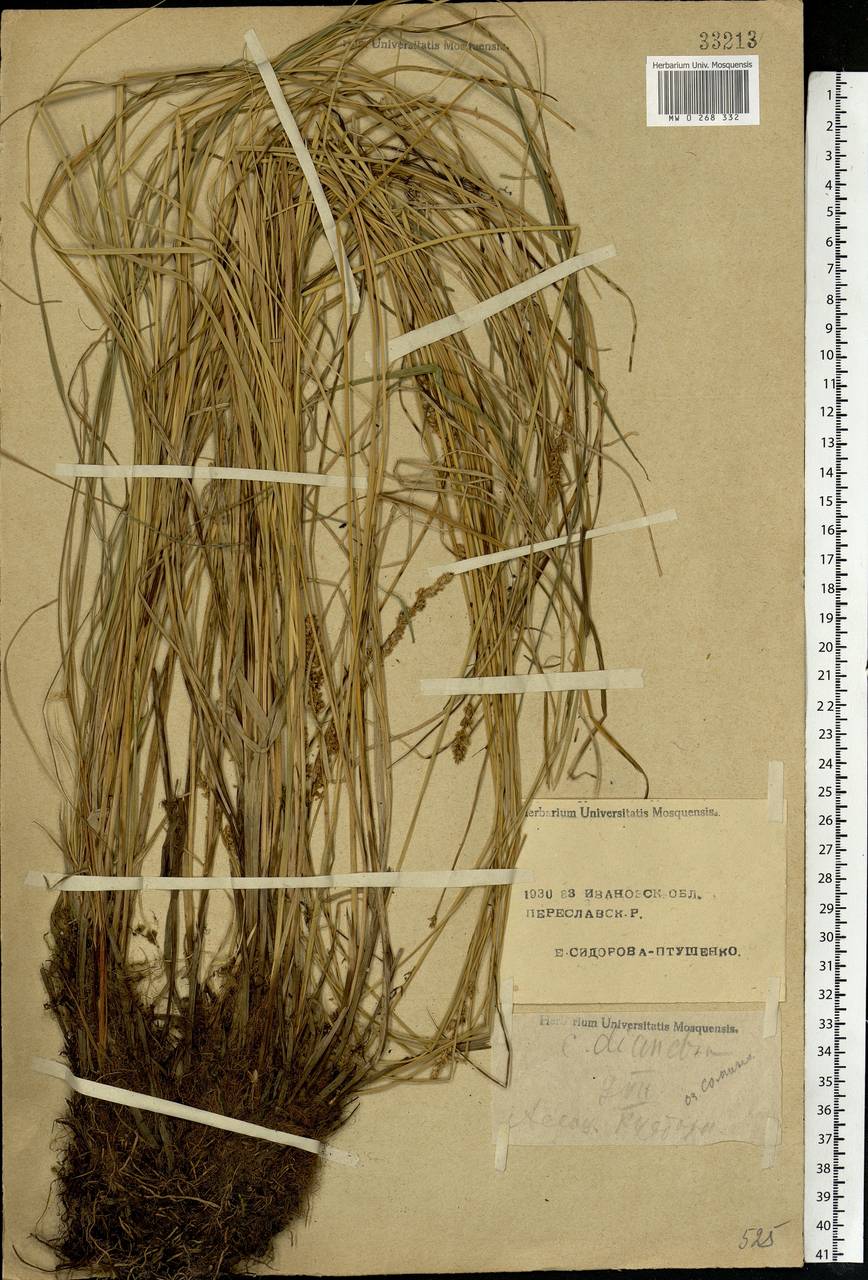 Carex diandra Schrank, Eastern Europe, Central forest region (E5) (Russia)