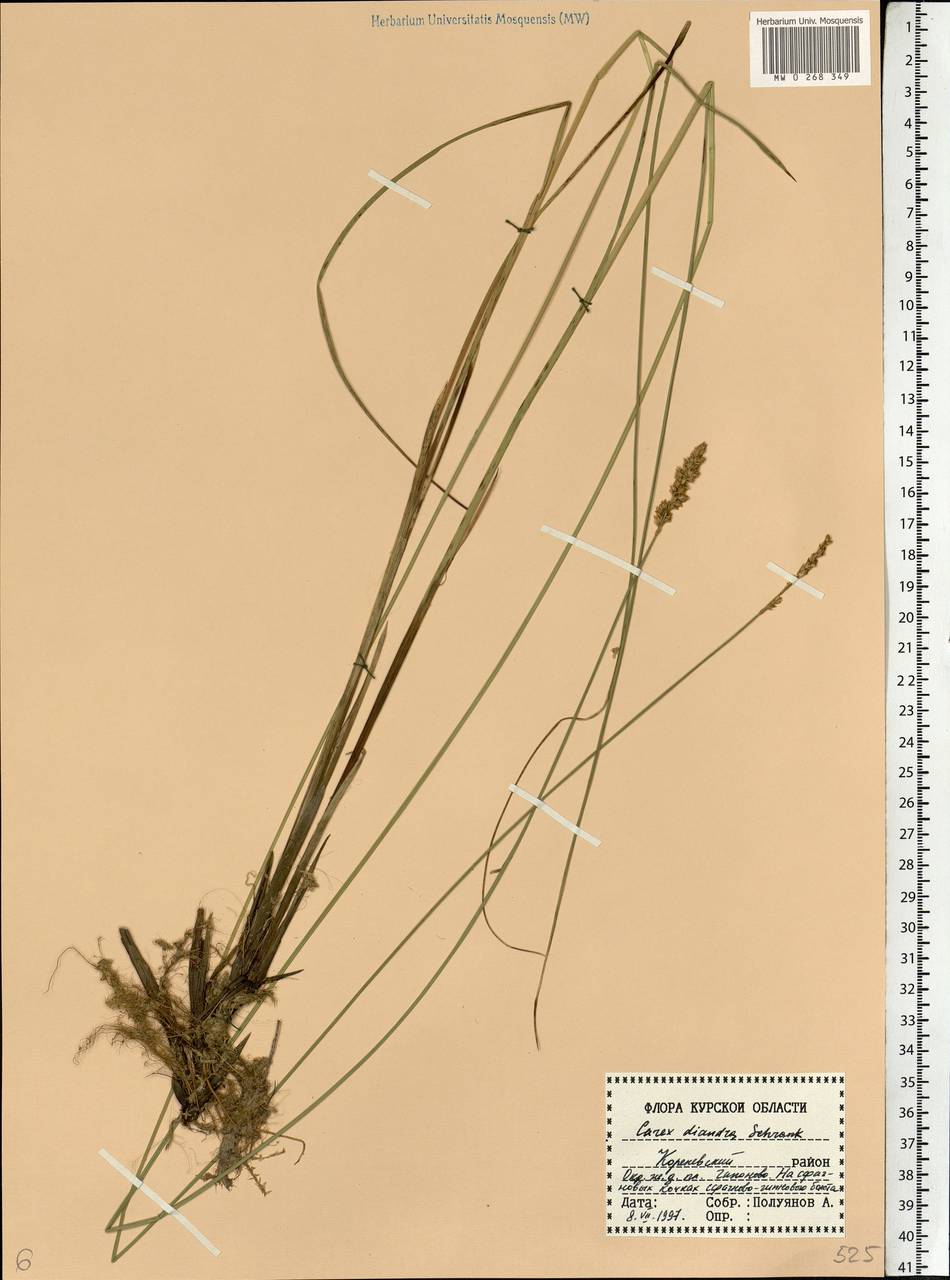 Carex diandra Schrank, Eastern Europe, Central forest-and-steppe region (E6) (Russia)