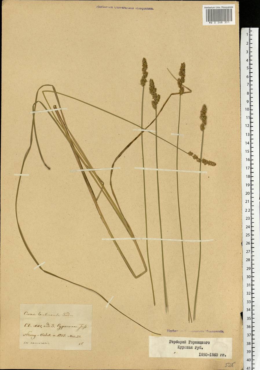 Carex diandra Schrank, Eastern Europe, Central forest-and-steppe region (E6) (Russia)