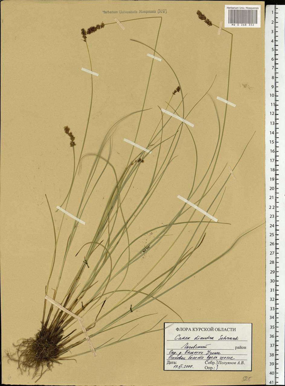 Carex diandra Schrank, Eastern Europe, Central forest-and-steppe region (E6) (Russia)