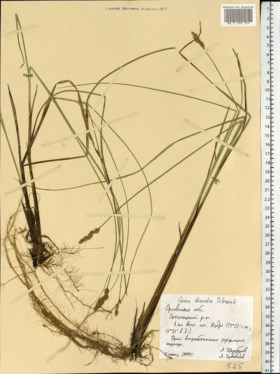 Carex diandra Schrank, Eastern Europe, Central forest-and-steppe region (E6) (Russia)